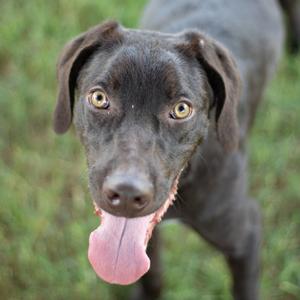 A close-up photo of a brown dog with its tongue out