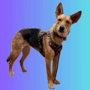 A brown and black dog with tan fur and large ears stands wearing a harness against a blue and purple gradient background.