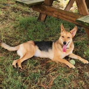 Nola, Mixed Breed (Medium), adult, available for adoption