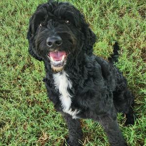 Trophie, Poodle, adult, available for adoption