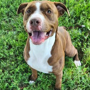 Riot, Terrier, American Pit Bull, adult, available for adoption