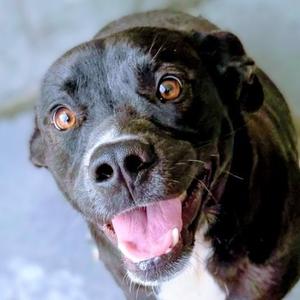 Rebel, Mixed Breed (Medium), adult, available for adoption