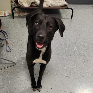 Socks, Mixed Breed (Medium), adult, available for adoption