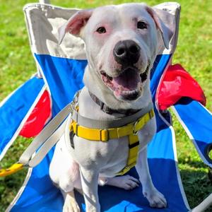 Nico, Terrier, American Pit Bull, adult, available for adoption