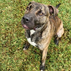 Nomad, Mixed Breed (Large), adult, available for adoption