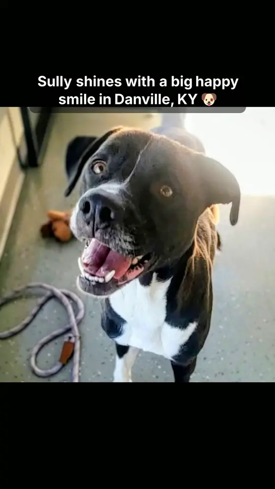 Sully - Adoption Fee Sponsored