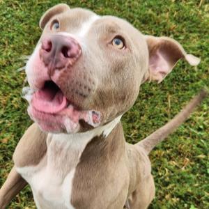 Ziggy, Terrier, Pit Bull, adult, available for adoption