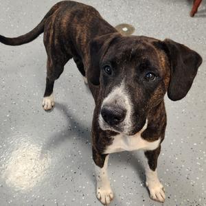 Stone, Mixed Breed (Medium), adult, available for adoption
