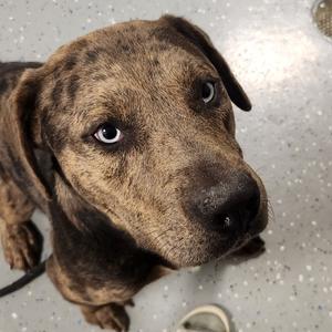 Tweedle, Mixed Breed (Large), adult, available for adoption