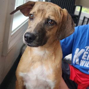 Ale, Mixed Breed (Medium), available for adoption