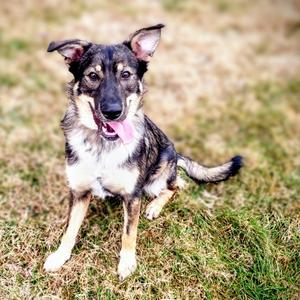 Onix off-site at Mutts with Manners, Mixed Breed (Medium), young, available for adoption