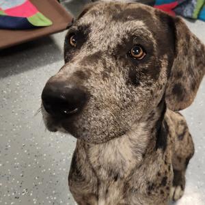 Pebbles - off site mutts with manners, Mixed Breed (Large), adult, available for adoption
