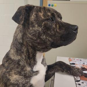 A brindle and white dog with a muscular build, standing on a table with its front paws resting on the surface. The dog is looking to the right, and the background includes a white wall and a colorful object on the table.