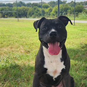 Meenie, Mixed Breed (Medium), adult, available for adoption