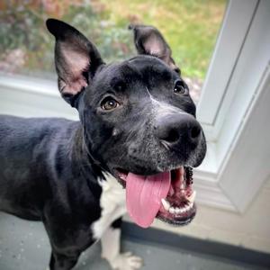 Oreo - off-site at Mutts with Manners, Mixed Breed (Medium), adult, available for adoption