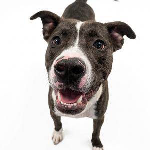 A dark-colored pit bull dog with white markings on its face and chest looks directly at the camera with its mouth open and tongue out.