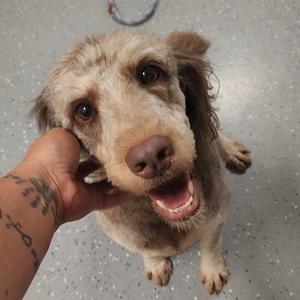 A close-up of a dog with a brown and white coat, being held by a person's hand. The dog has floppy ears, a pink nose, and is looking up with its mouth open, showing its teeth. The background is a speckled gray surface.