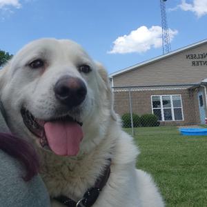 Blondie, Mixed Breed (Large), adult, available for adoption