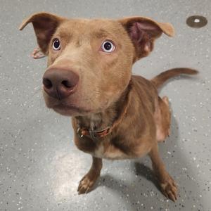 a brown dog with blue eyes looking up at the camera