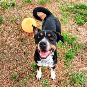 Elias, Mixed Breed (Medium), adult, available for adoption