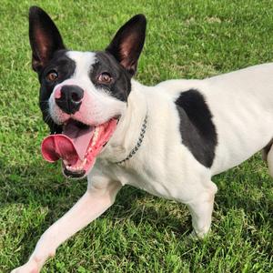 Oak, Mixed Breed (Medium), adult, available for adoption