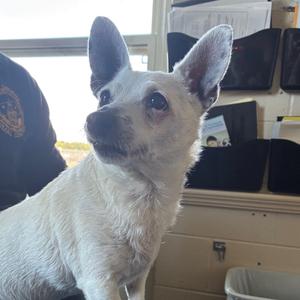 Peanut, Mixed Breed (Small), senior, available for adoption