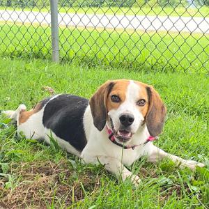Georgie Harrison, Beagle, available for adoption