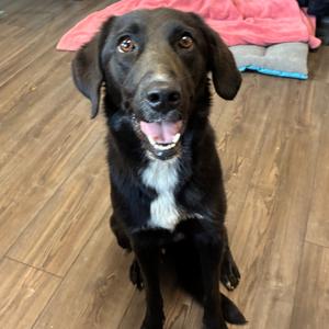 Homer, Mixed Breed (Medium), young, available for adoption
