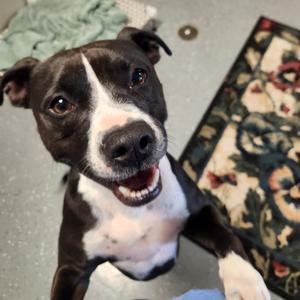 Butcher, Mixed Breed (Medium), adult, available for adoption