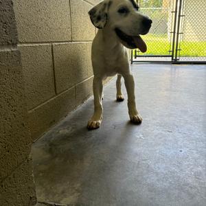Charles, Mixed Breed (Large), available for adoption