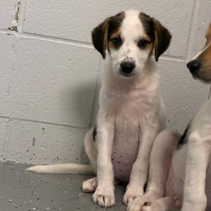 Two puppies sitting on a concrete floor against a white brick wall. One puppy is facing forward with a white and brown coat, while the other is partially visible on the right side.