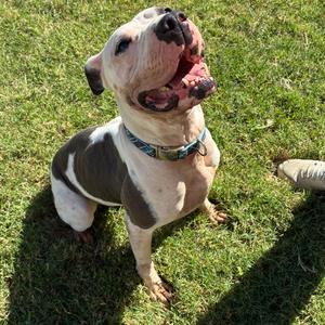 Nova, Mixed Breed (Large), adult, available for adoption