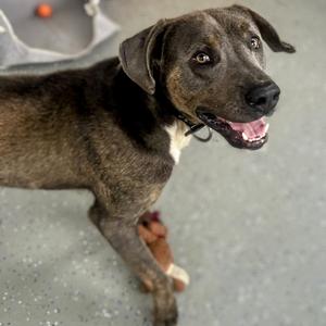 Noopy - Off Site, Mutts with Manners, Terrier, American Pit Bull, adult, available for adoption
