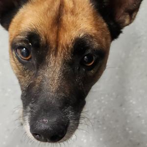 Miney, Mixed Breed (Medium), adult, available for adoption
