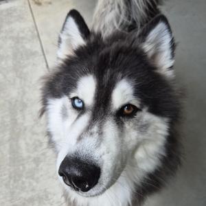 Kobe, Husky / Siberian Husky, adult, available for adoption