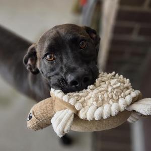 A black dog holding a plush toy turtle in its mouth.