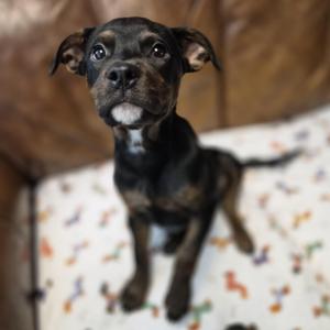 Nova, Rottweiler / Pit Bull Terrier, puppy, available for adoption