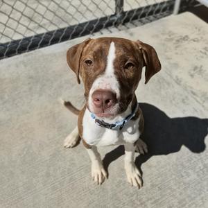 A brown and white dog sitting on a concrete surface, looking up at the camera with a chain-link fence in the background.