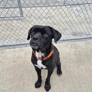 A black dog with a white chest and an orange collar sitting on a concrete surface in front of a chain-link fence.