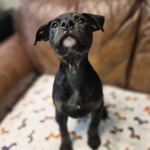 TJ, Rottweiler / Pit Bull Terrier, puppy, available for adoption