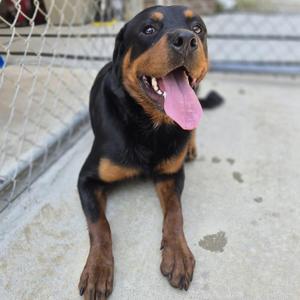 Tank, Rottweiler, young, available for adoption