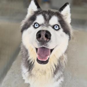A close-up of a husky dog with striking blue eyes, its mouth open in a happy expression, showing its tongue and teeth. The dog has a thick, fluffy coat with a mix of gray, black, and white fur. The background is blurred, focusing attention on the dog's face.