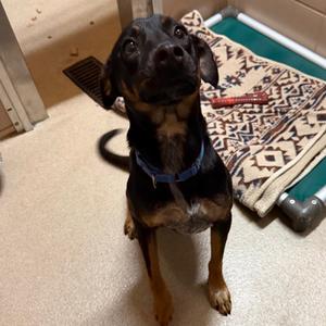 Devin, Mixed Breed (Medium), young, available for adoption