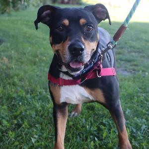 A black and tan dog wearing a red harness and leash, standing on grass.