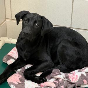 Azan, Mixed Breed (Medium), available for adoption