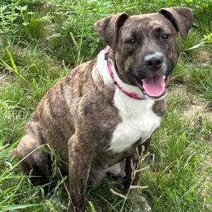 Rosie, Mixed Breed (Medium), young, available for adoption