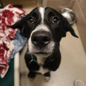 Woody, Mixed Breed (Medium), young, available for adoption