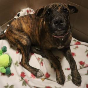 Rascal, Mixed Breed (Medium), young, available for adoption