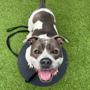 Rosie P, Mixed Breed (Medium), young, available for adoption