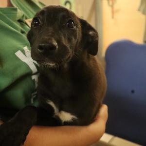 Hermoine, Mixed Breed (Medium), available for adoption